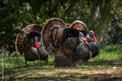 Wild Turkeys