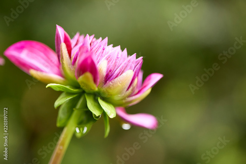 Vertical composition of a partially open pink dahlia flower head lit by soft natural sunlight