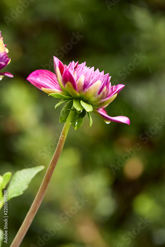 Side view close up of a bright magenta pink dahlia flower opening in a sunny garden