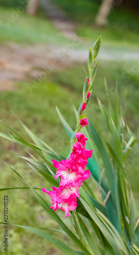 Konstfotografi Bright pink gladiolus Pink Lady flower spike with ruffled blossoms and long swor