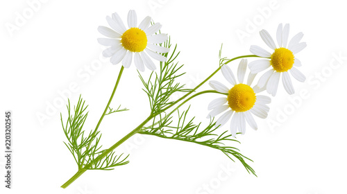 Isolated fresh fragrant chamomile flowers blooming with green leaves and stems, beautiful natural herbal plants.
