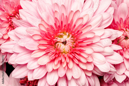 Full frame closeup top view on a pink and white chrysanthemum flower head on an early fall morning
