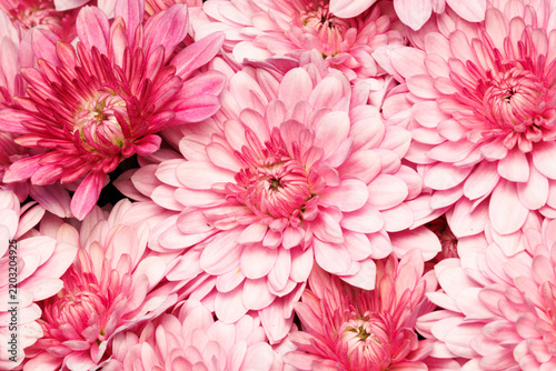 Closeup top view on a pink and white chrysanthemum flower bouquet on an early fall morning