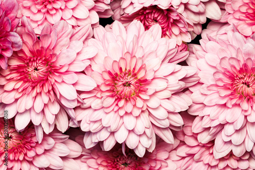 Closeup top view on a pink and white chrysanthemum flower bouquet on an early fall morning