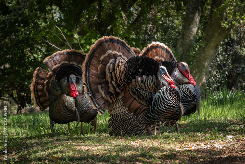 Wild Turkeys