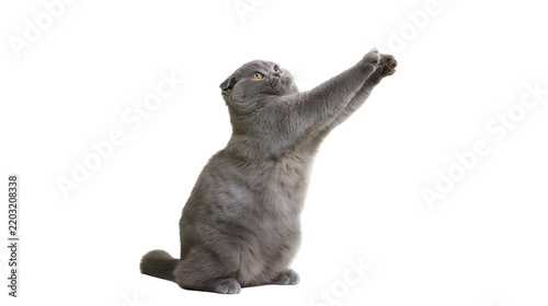 Isolated adorable Scottish Fold cat standing on hind legs stretching paws upwards with curiosity.
