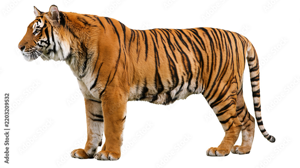 Obraz premium Isolated tiger standing, majestic wild cat with vibrant orange and black stripes, side view