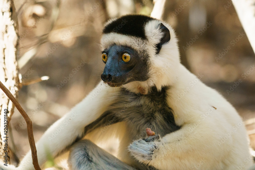 Fototapeta premium Wild Lemur in Kirindy Mitea National Park Madagascar 