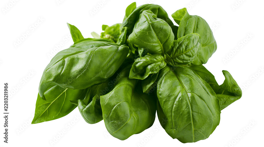 Fototapeta premium Isolated fresh vibrant green basil leaves, an aromatic herb essential for healthy cooking and culinary dishes.