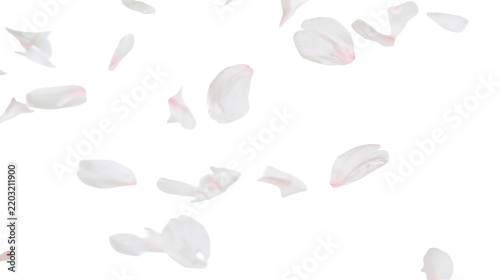 Isolated delicate light pink and white flower petals scattered, gentle romantic spring season beauty