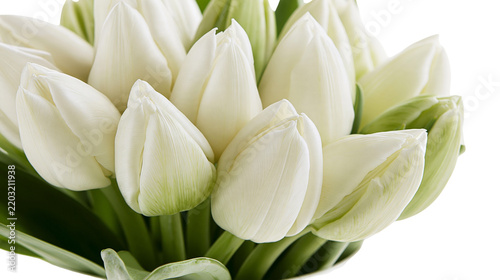 Isolated fresh white tulip flower bouquet with green stems and leaves, elegant spring bloom