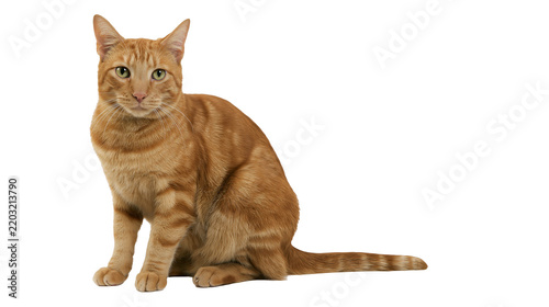 Isolated domestic orange tabby cat with vivid green eyes sitting and gazing directly at camera.