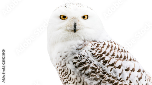 Isolated beautiful snowy owl with striking yellow eyes, looking directly forward, majestic bird