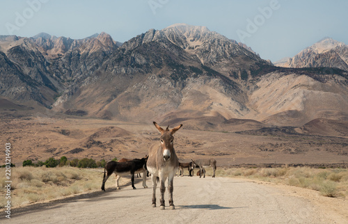 Mule at Rest