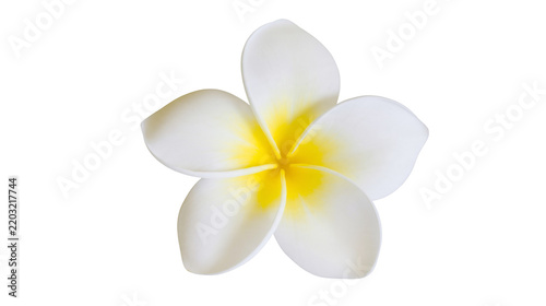 Isolated frangipani flower with delicate white petals and a vibrant yellow center