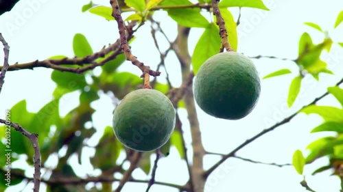 avocado hanging on a tree branch