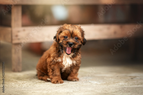 Cute ginger Shih Tzu mix puppy, a lovely, heartwarming, and funny pet portrait