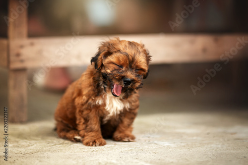 Cute ginger Shih Tzu mix puppy, a lovely, heartwarming, and funny pet portrait