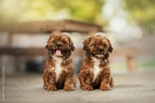 Twin Shih Tzu mix puppies, a beautiful portrait against a soft, blurred background