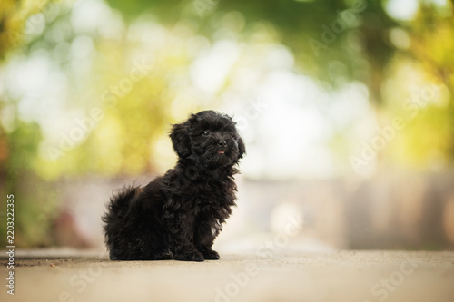 Beautiful soft portrait of a black charcoal Shih Tzu mix puppy