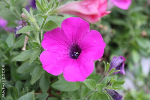 purple flower in the garden
