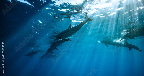 Beautiful Pod of Dolphins Swimming Underwater in Blue Ocean Water