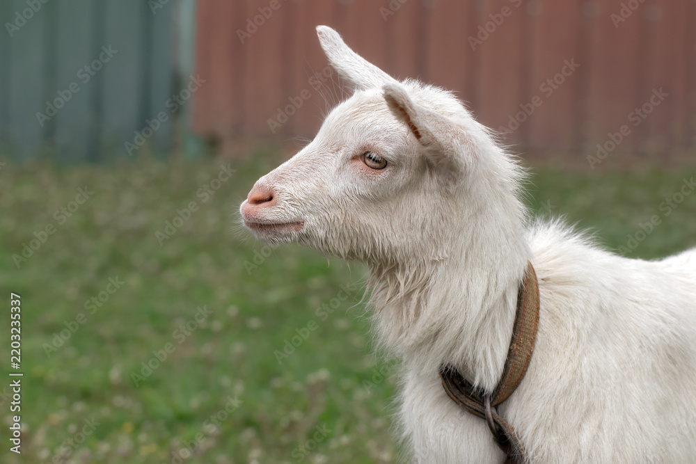 Fototapeta premium Portrait of a little white goat. Lovely young farm pet for agriculture and farming.
