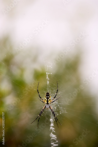 Macro photography of a black and yellow garden spider, Argiope aurantia, resting on its detailed orb web with a distinct white zigzag stabilimentum