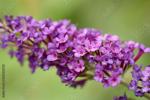 Macro shot of a vibrant purple butterfly bush flower spike blooming horizontally against a soft green background