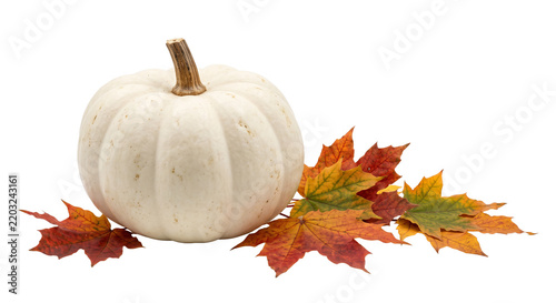 A single white pumpkin resting on a pile of vibrant autumn maple leaves against white background