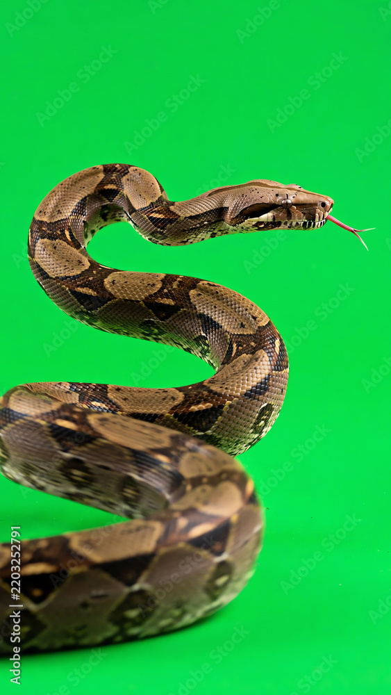 Obraz premium Realistic snake slithering across a bright green screen background with fluid scale motion and tongue flickering