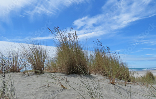 New Zealand - Coastal Sand Dune With Tall Beach Grass Under Blue Sky and Calm Ocean Horizon