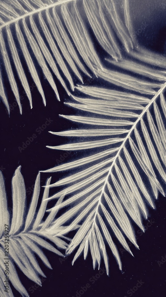 Obraz premium Monochrome palm leaves on dark background, perfect for mobile wallpaper.