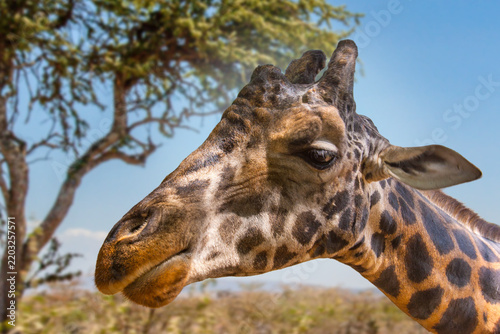 Photography Wildlife safari, giraffe close-up in African savanna habitat, wild animal portrait surrounded by trees and natural landscape