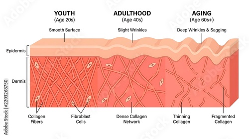 Diagram of skin layers and aging process