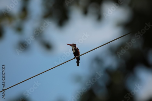 
Banded Kingfisher
