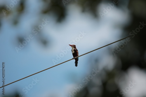 
Banded Kingfisher