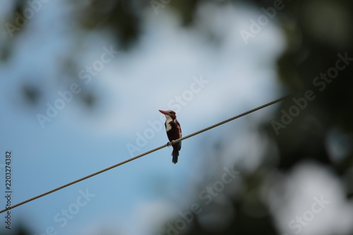 
Banded Kingfisher