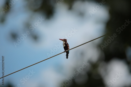 
Banded Kingfisher