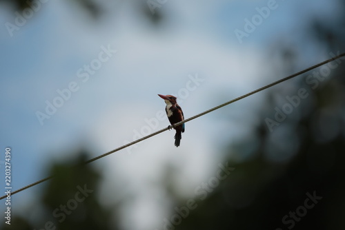 
Banded Kingfisher