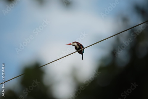 
Banded Kingfisher