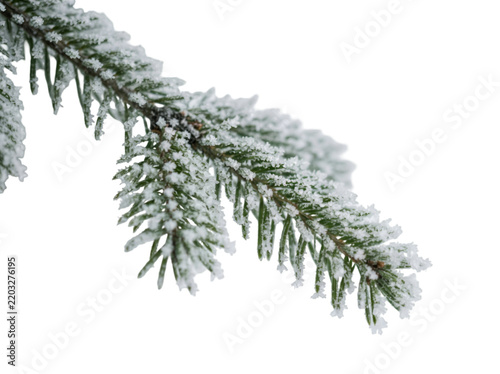 Delicate fir branch gently coated in glistening frost, showcasing a serene winter atmosphere, presenting a beautiful seasonal element, concept for festive design, isolated on transparent background