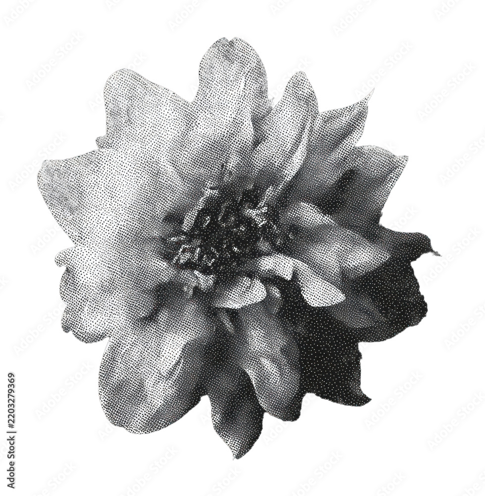 Obraz premium PNG Black and white halftone flower illustration on dark background