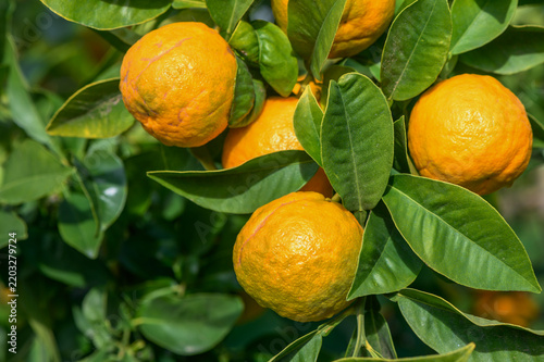 Vibrant oranges hang from lush green leaves under a bright sun in an orchard