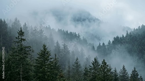 Misty Forest Landscape with Dense Trees and Fog.
