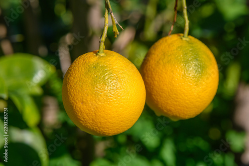 Fresh oranges hanging vibrantly from a tree under bright sunlight in a lush garden