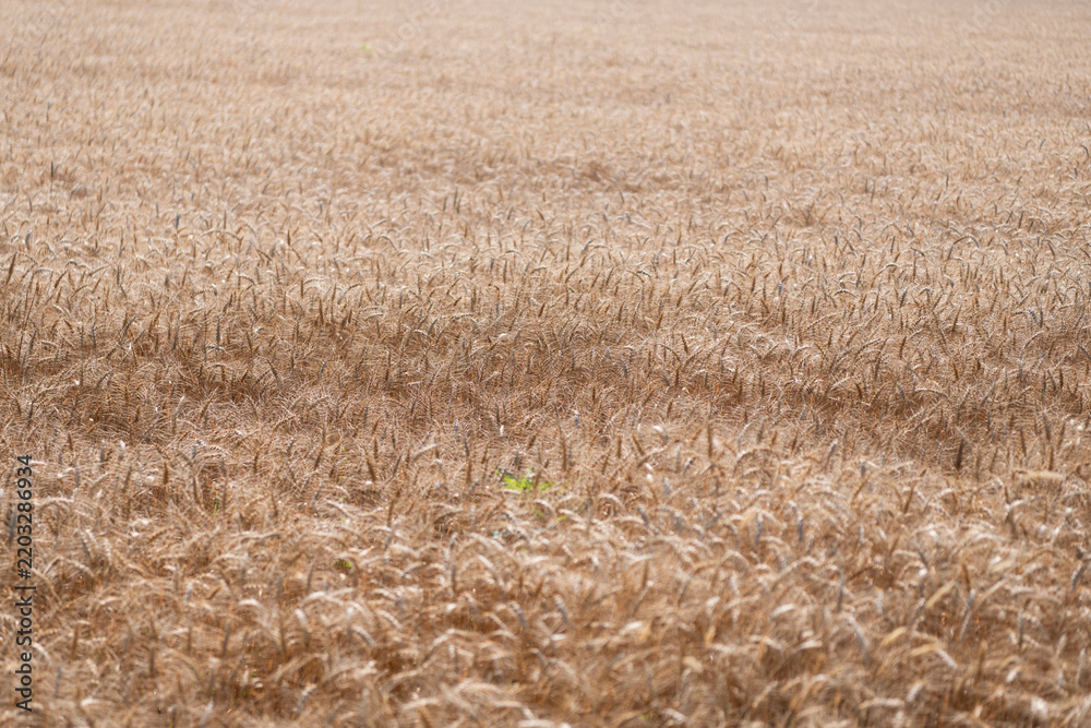 Obraz premium Barley grain and spikelet. Wheat ears background. Ripe barley field. Barley grain harvest. Crop harvest in summer. Agriculture field with ripe wheat harvest. Countryside farming
