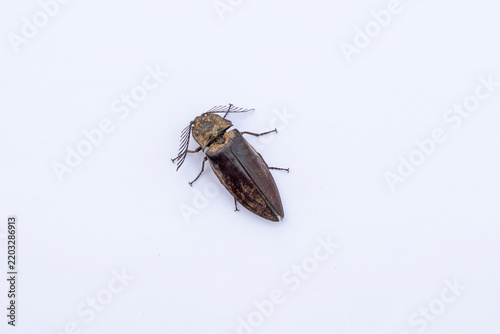 Dark click beetle with comb-like antennae isolated on white background. Black Elateridae click beetle insect isolated on clean white surface