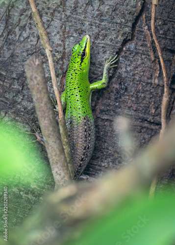 A wild emerald tree skink (Lamprolepis smaragdina) climbing a tree trunk with bark texture and vegetation, Philippines