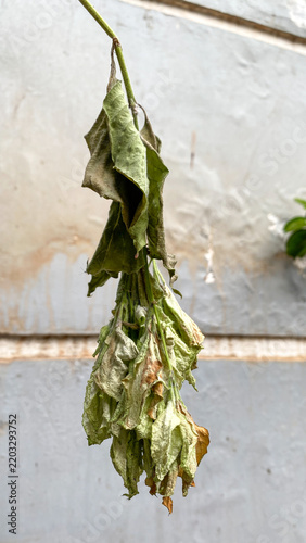 Close up of a dried plant hanging from a vine outdoors